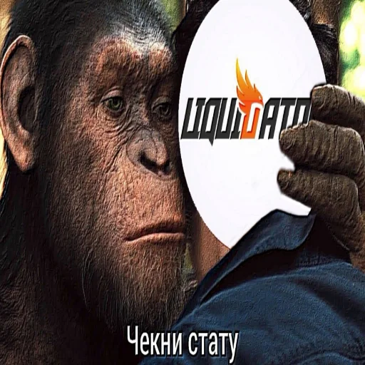 monkey animal mammal