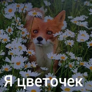 Стикер Lisa - 5