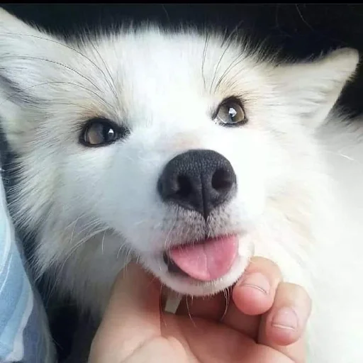 Лисички :: @fStikBot - животное