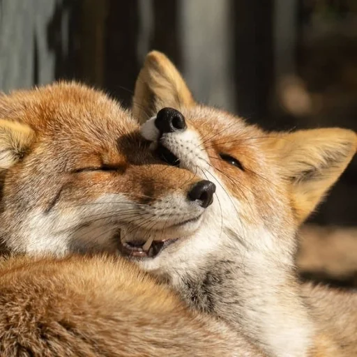 животное млекопитающее на открытом воздухе