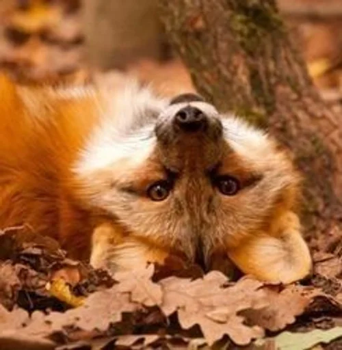 животное млекопитающее на открытом воздухе