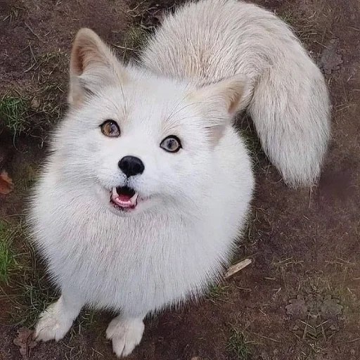 животное млекопитающее на открытом воздухе