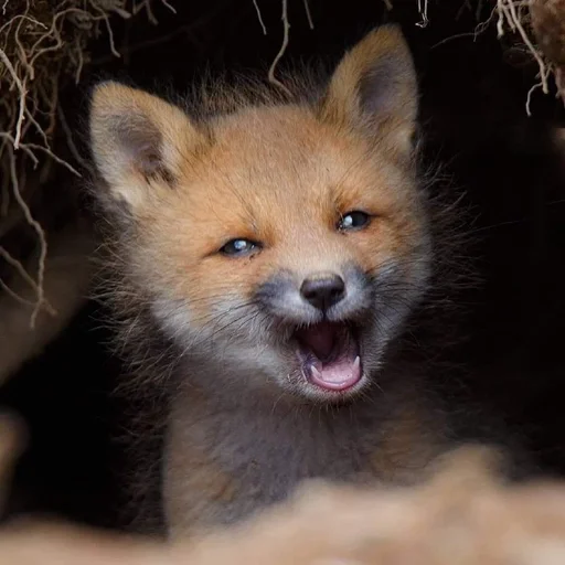 млекопитающее животное лиса