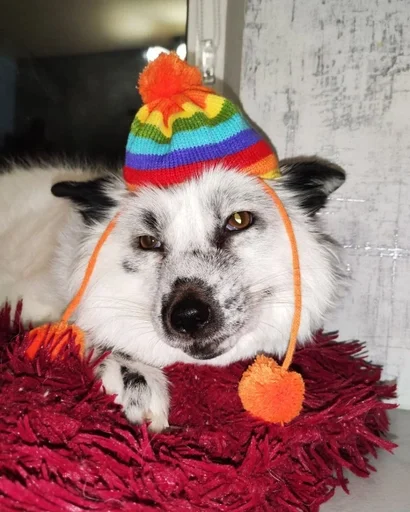 животное домашнее животное собака