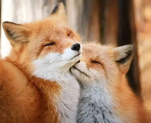 животное млекопитающее лиса