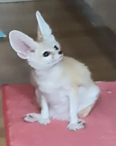 млекопитающее животное домашнее животное