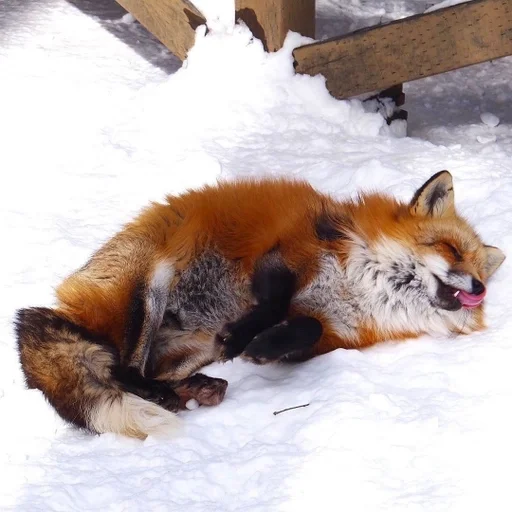 млекопитающее животное лиса