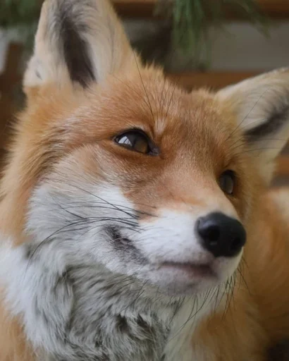 животное млекопитающее лиса