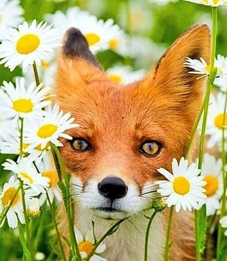 животное млекопитающее трава