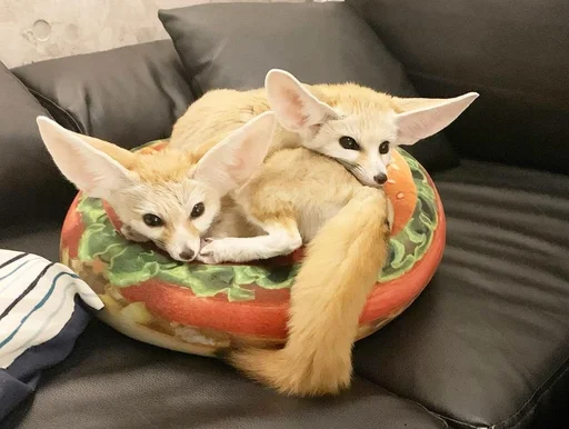 комнатный кошка домашнее животное