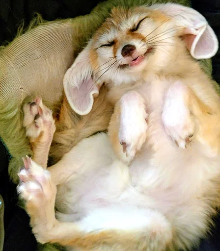 животное млекопитающее домашнее животное