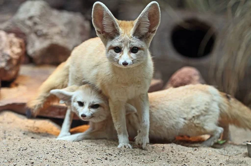 Lisabliat - млекопитающее