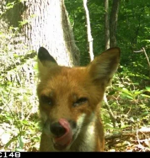 Стикер 🦊 - 3