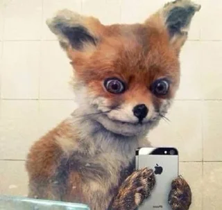 Стикер 🦊 - 10