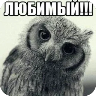 Sticker Лисичка от Vi🤍 - 6