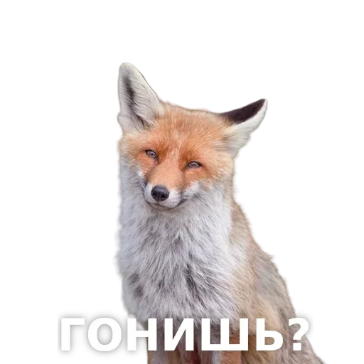 Sticker LisichkoPack_stickers - 1