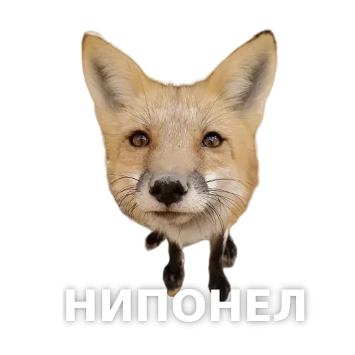 Стикер LisichkoPack_stickers - 1