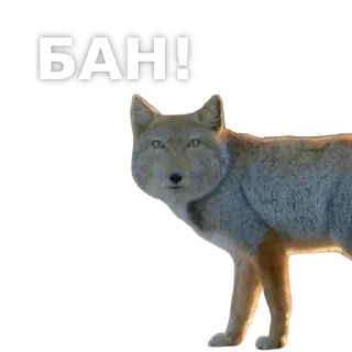 Sticker Акулка - 7