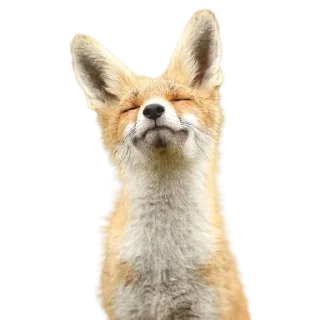 Sticker Акулка - 11