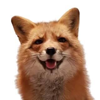 Sticker Fox @stickersb2b - 8