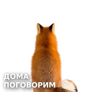 Sticker Fox @stickersb2b - 4