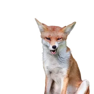 Sticker Акулка - 8