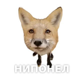 Sticker Fox @stickersb2b - 2