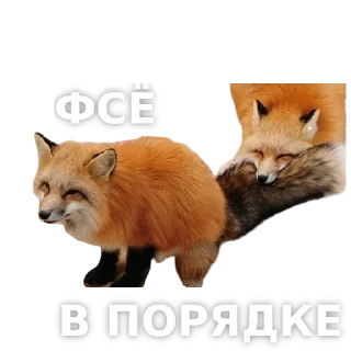 Sticker Акулка - 4