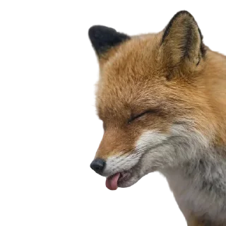 Sticker Fox @stickersb2b - 1