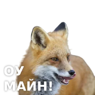 Sticker Fox @stickersb2b - 3