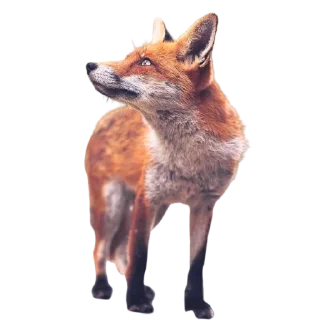 Sticker Акулка - 10