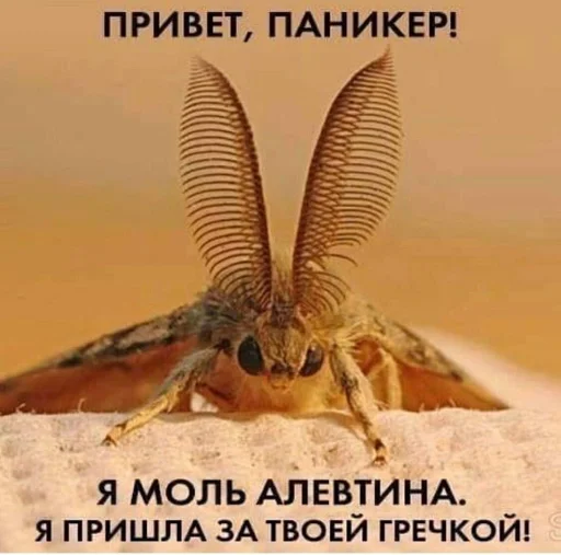 Sticker @Pushistyj_Lis by @fStikBot - 1