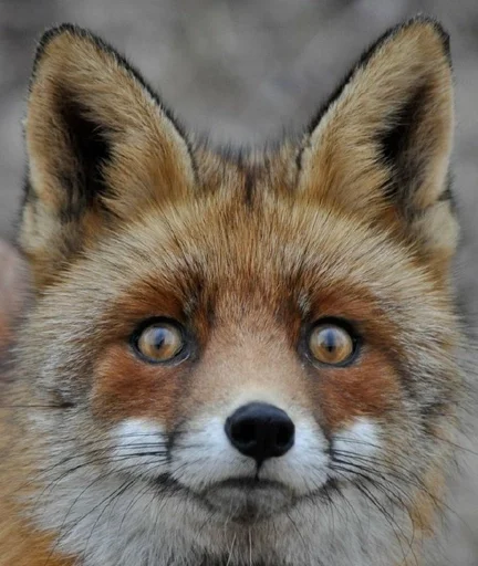 животное млекопитающее лиса