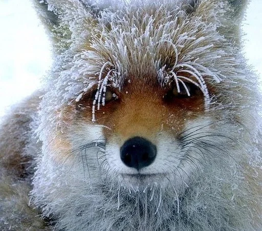animal mammal fox
