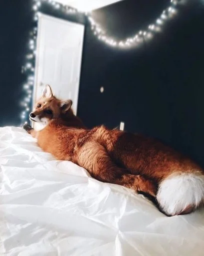 комнатный животное кровать