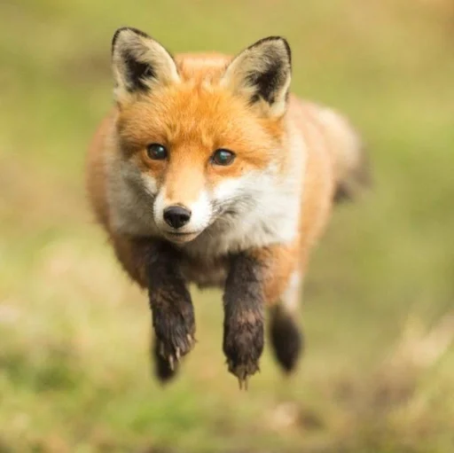 animal mammal fox