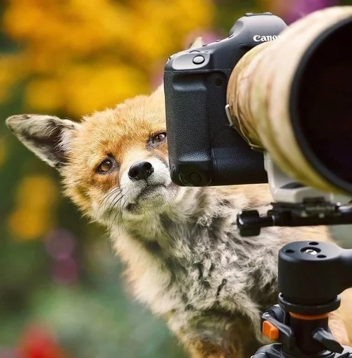 outdoor mammal optical instrument