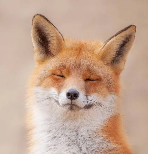 animal mammal fox