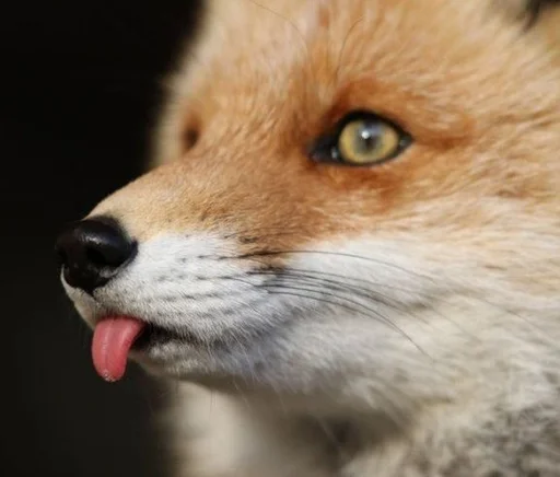 животное млекопитающее лиса