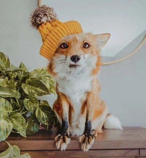 млекопитающее животное домашнее животное