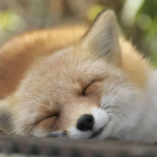 animal mammal fox