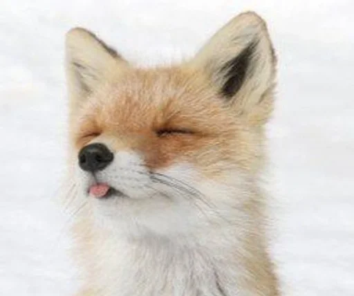 млекопитающее животное лиса