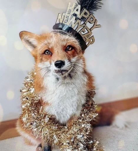 млекопитающее животное домашнее животное