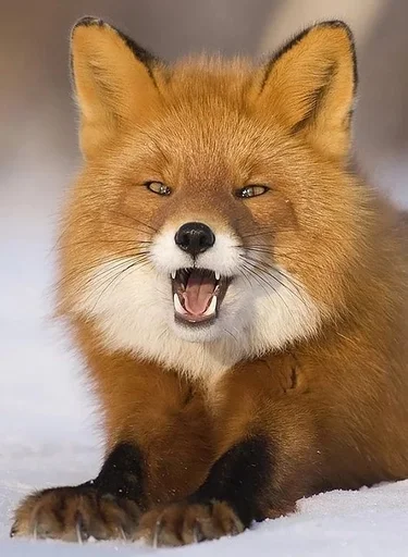 млекопитающее животное лиса