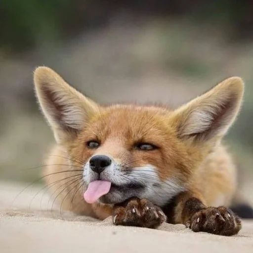 млекопитающее животное лиса