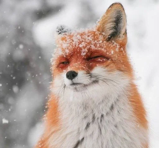 животное млекопитающее лиса