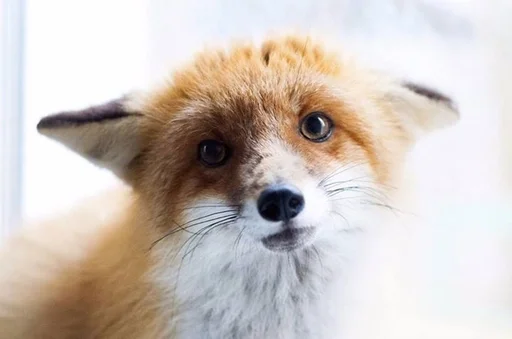 животное млекопитающее лиса