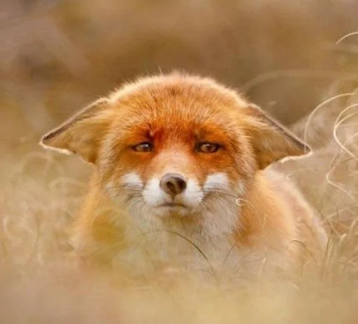 млекопитающее животное лиса