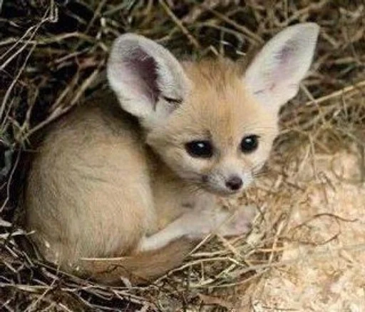 млекопитающее животное рыло