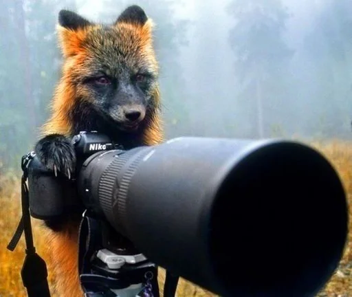 млекопитающее животное на открытом воздухе